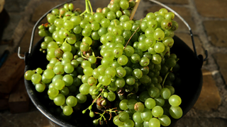 Drink It While You Can: Climate Crisis Puts 85 Percent of Wine Regions at Risk